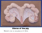 Mô hình tử cung lợn